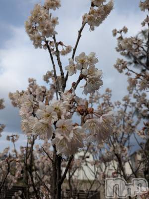 �����������Х��顦����ֽϽ�����Х��� Lips(���奯���祭��Х����åץ�) ��������3��23���̥�֥����ֽդ���🌸��