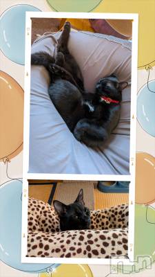 �����������Х��顦����ֽϽ�����Х��� Lips(���奯���祭��Х����åץ�) ��������5��29���̥�֥�������������­����😪��