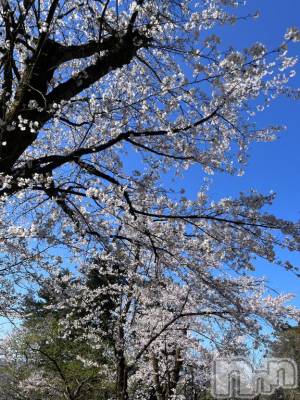 長岡デリヘル 長岡市総合デリヘル COLOR～デリヘル・手コキ・密着エステ～(ナガオカシソウゴウデリヘルカラー) 新人れん☆☆☆(22)の4月12日写メブログ「悠久山にお散歩🐾」