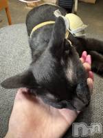 にゃんこに癒された日🐱