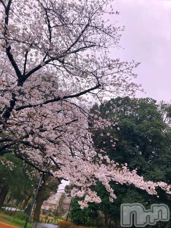 新潟デリヘル新潟デリヘル倶楽部(ニイガタデリヘルクラブ)ましろ(24)の2026年3月29日写メブログ「ありがとうございます🐰」