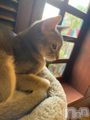 新潟デリヘル 新潟デリヘル倶楽部(ニイガタデリヘルクラブ) ましろ(24)の2月15日写メブログ「ねこねこねこ」