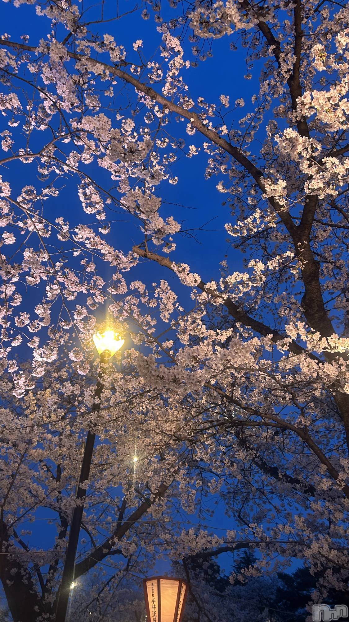 ����������ʥå��������륺�С����饪���ϥ��ܡ���bar���ͻ���(���饪���ϥ��ܡ���С��ӥ��󥷥ޥ�) ��2026ǯ4��10���̥�֥�����4��10�� 18��21ʬ�Υ֥�����