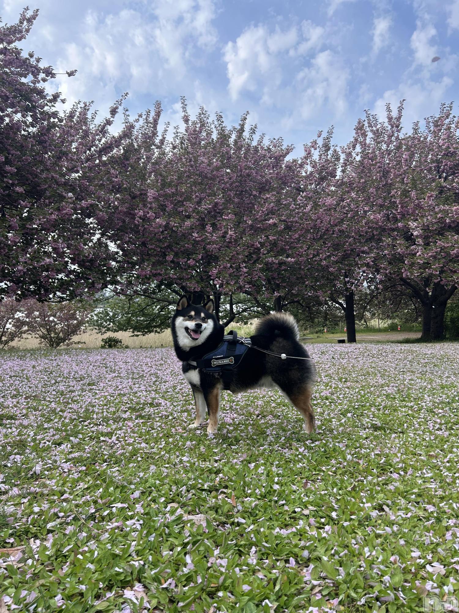 ����������ʥå��������륺�С����饪���ϥ��ܡ���bar���ͻ���(���饪���ϥ��ܡ���С��ӥ��󥷥ޥ�) ��2026ǯ4��29���̥�֥�����4��29�� 16��39ʬ�Υ֥�����