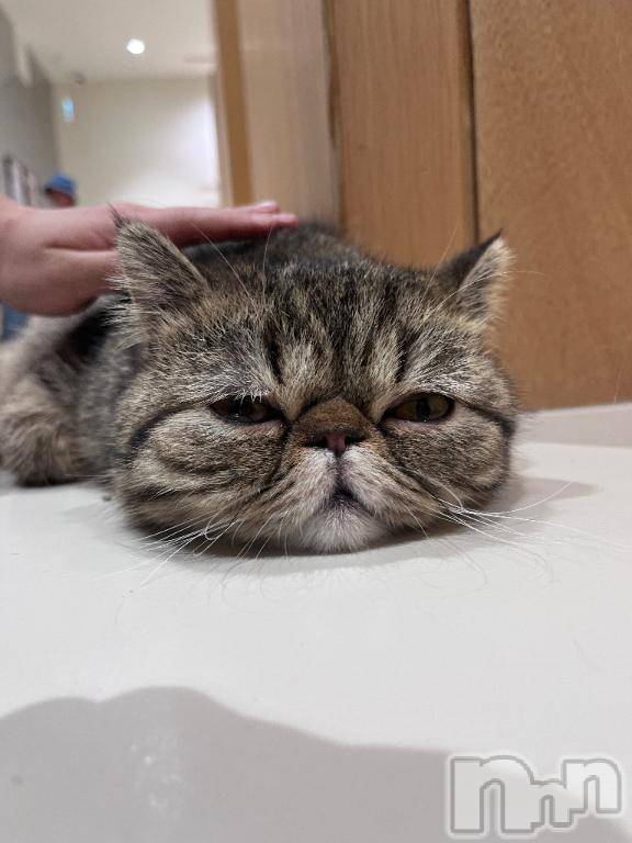 上越デリヘルHONEY(ハニー)かよ(♪)(25)の2026年4月16日写メブログ「急遽🙇🏻‍♀️🤍」