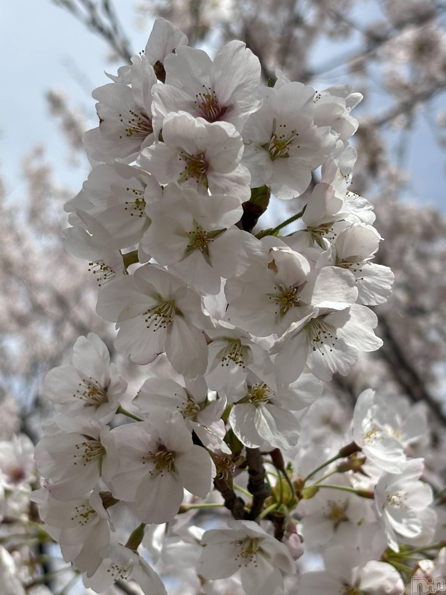 ��Į���ʥå��������륺�С�������&���饪��BAR  L  STYLE(�С����륹������) ��2026ǯ4��6���̥�֥����֤�����❣️��