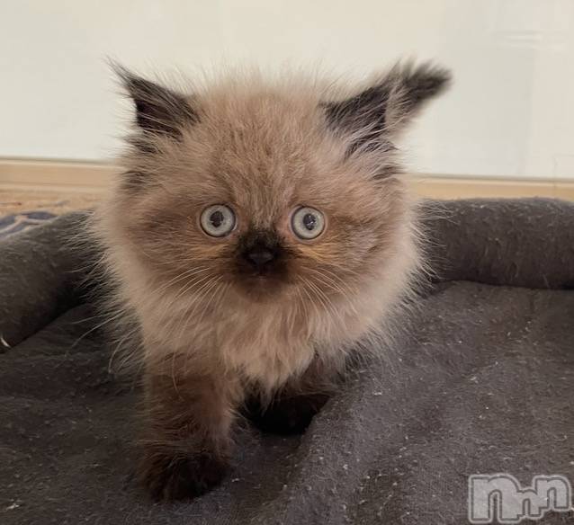 ���ץ���Х��顦�����CLUB BOSS(����� �ܥ�) �ߤ�����2��13���̥�֥����֤ˤ��^._.^��