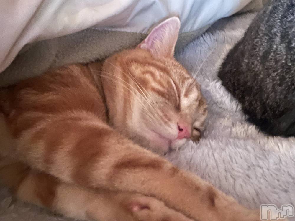 ���ץ���Х��顦�����CLUB BOSS(����� �ܥ�) �ߤ�����3��8���̥�֥����֤����ͤ�🐱��