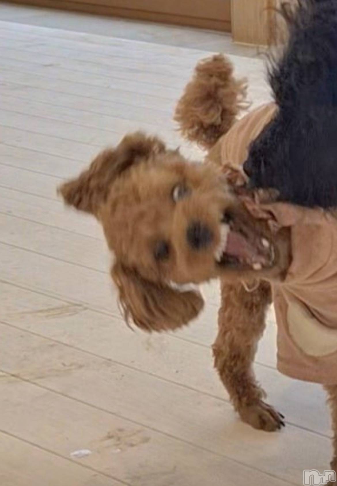 ���ץ���Х��顦�����CLUB BOSS(����� �ܥ�) ��2026ǯ2��11���̥�֥����ֻ��äƤ���������Ǥ�♡��