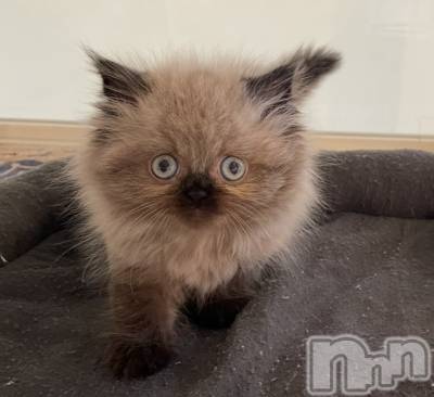 ���ץ���Х��顦�����CLUB BOSS(����� �ܥ�) �ߤ�����2��13���̥�֥����֤ˤ��^._.^��