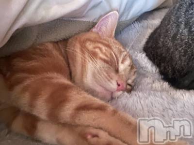 ���ץ���Х��顦�����CLUB BOSS(����� �ܥ�) �ߤ�����3��8���̥�֥����֤����ͤ�🐱��