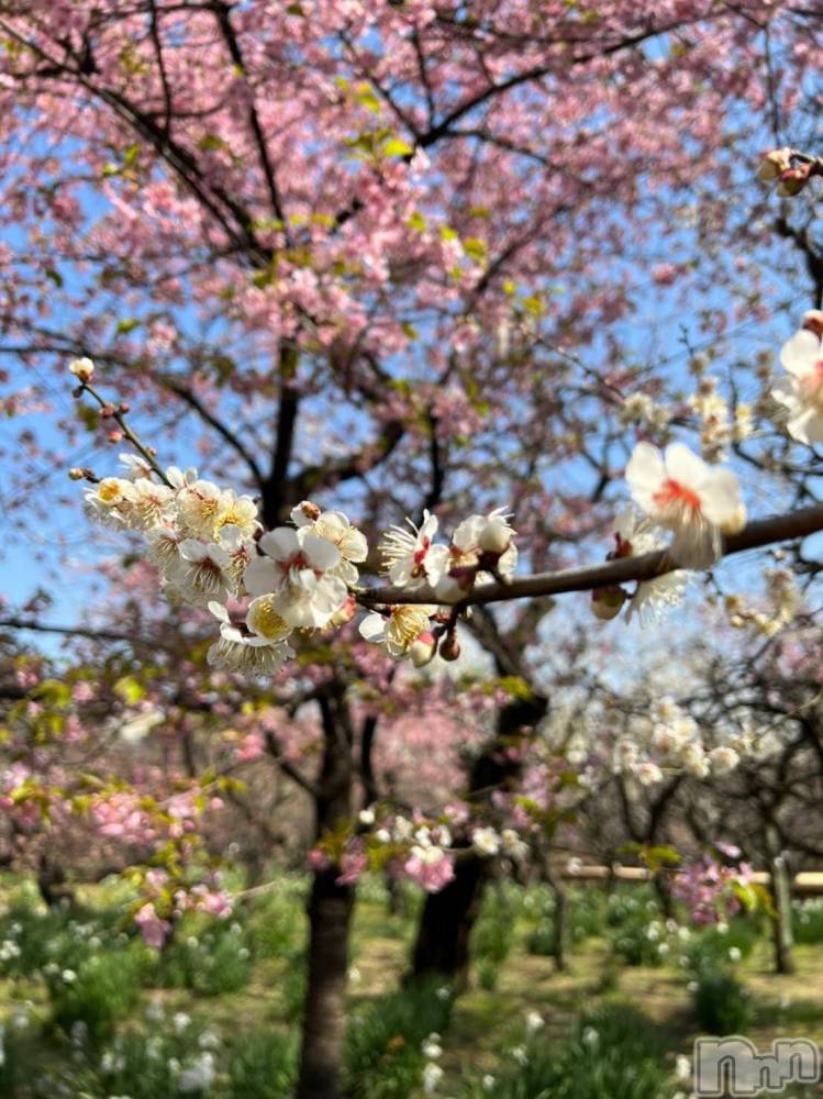 ��Į����Х��顦�����V-niigata-(�֥��˥�����) ����3��3���̥�֥�����🎎🌸��