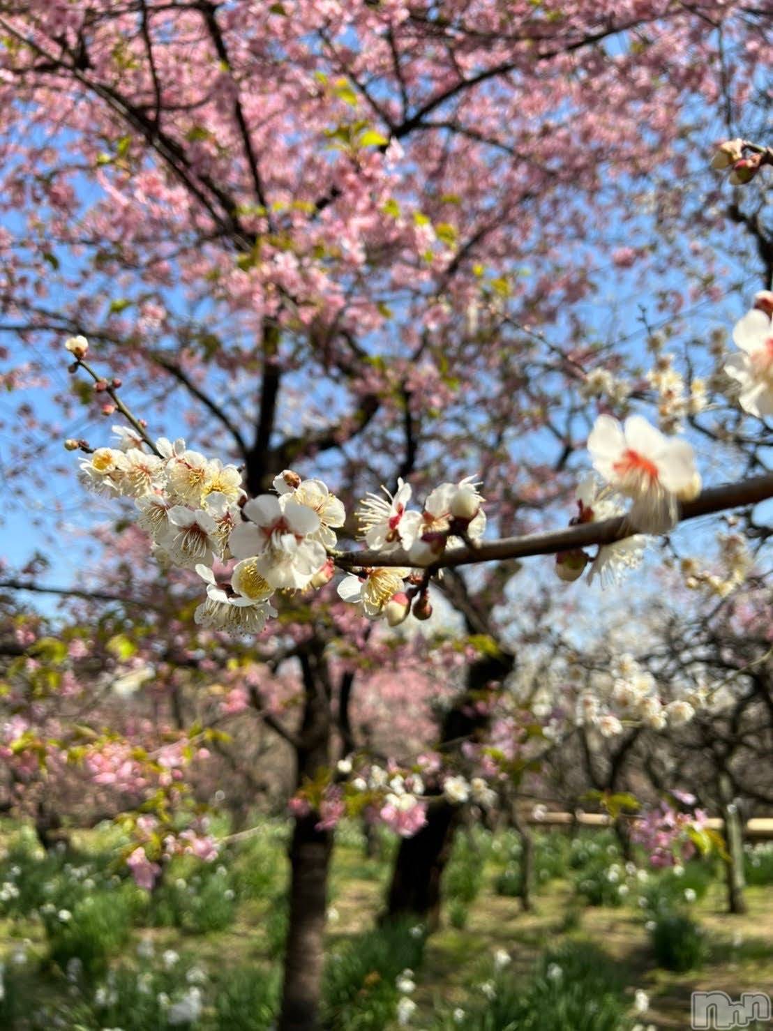 ��Į����Х��顦�����V-niigata-(�֥��˥�����) ��2026ǯ3��3���̥�֥�����🎎🌸��