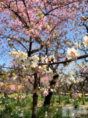 ��Į����Х��顦�����V-niigata-(�֥��˥�����) ��(21)��3��3���̥�֥�����🎎🌸��