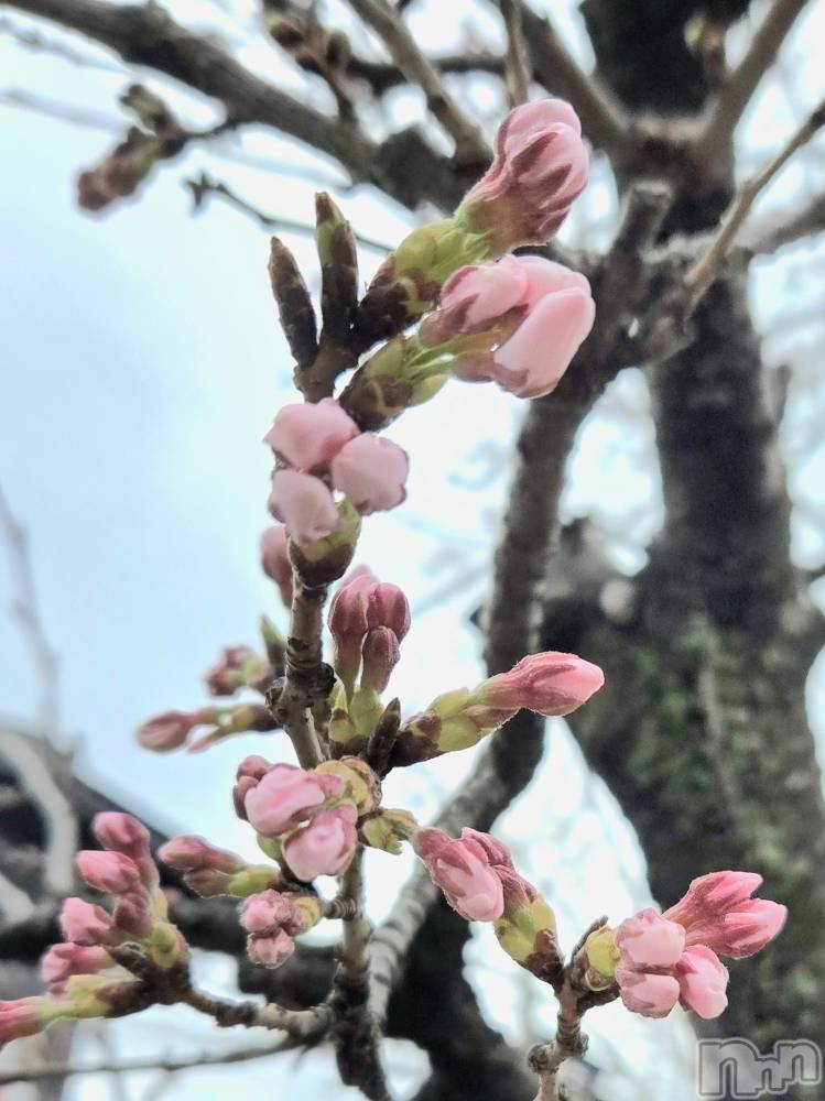 ����������ʥå��������륺�С�Girls Bar Philia(�����륺�С��ե��ꥢ) �꡼����4��1���̥�֥����֤ݤ��ݤ�����