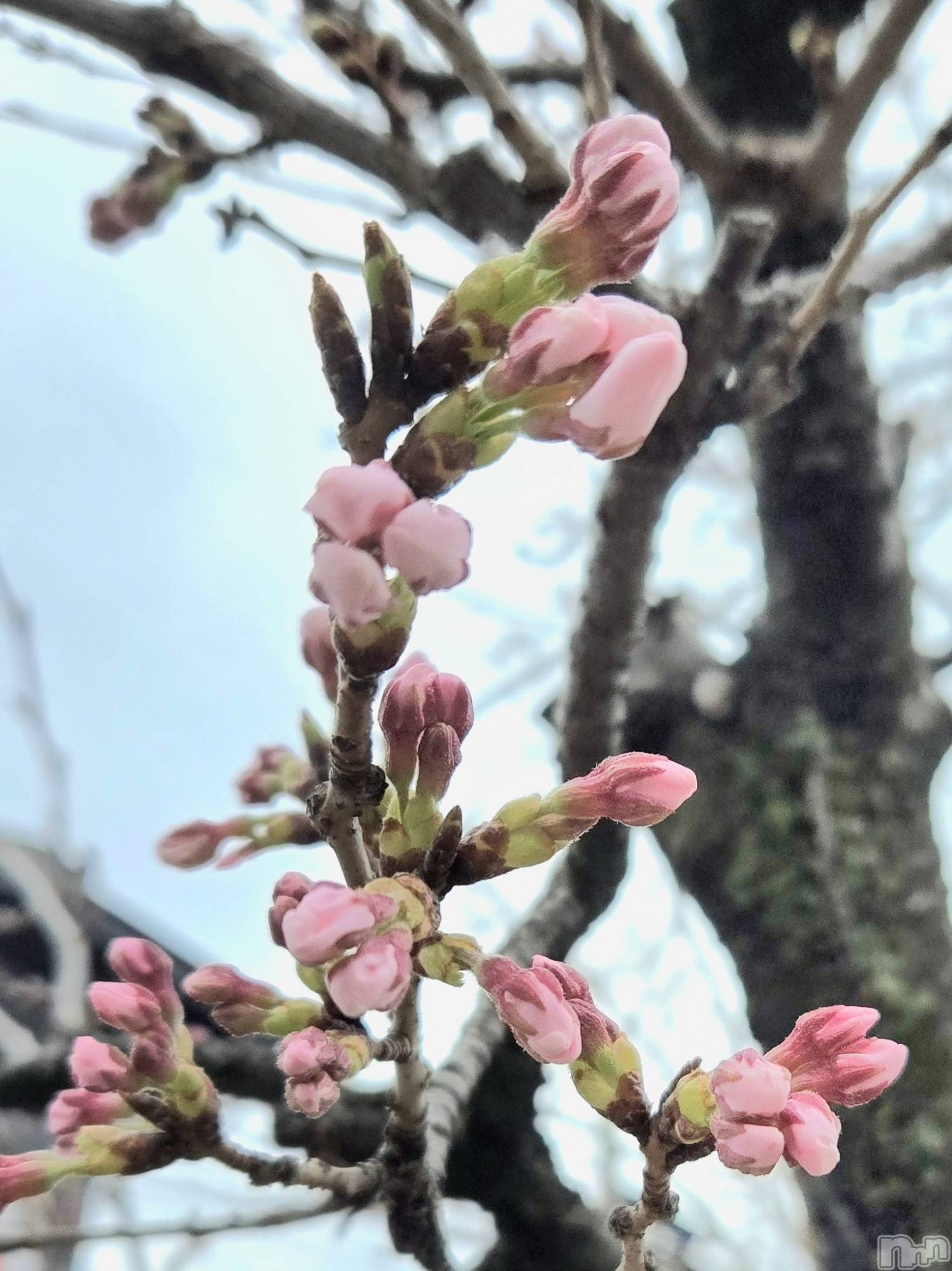 ����������ʥå��������륺�С�Girls Bar Philia(�����륺�С��ե��ꥢ) ��2026ǯ4��1���̥�֥����֤ݤ��ݤ�����