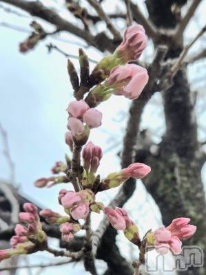 ����������ʥå��������륺�С�Girls Bar Philia(�����륺�С��ե��ꥢ) �꡼����4��1���̥�֥����֤ݤ��ݤ�����