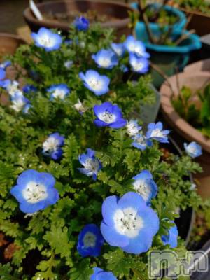 長岡デリヘル ROOKIE(ルーキー) ありす(31)の3月28日写メブログ「こんばんは」