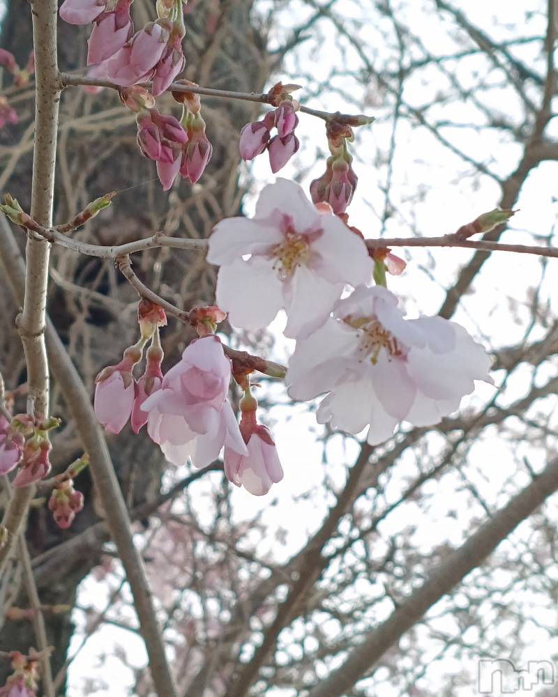 ���ᥭ��Х��顦�����CLUB ASLI(����֥�����) ����ߤ�4��2���̥�֥��������Ĥ��