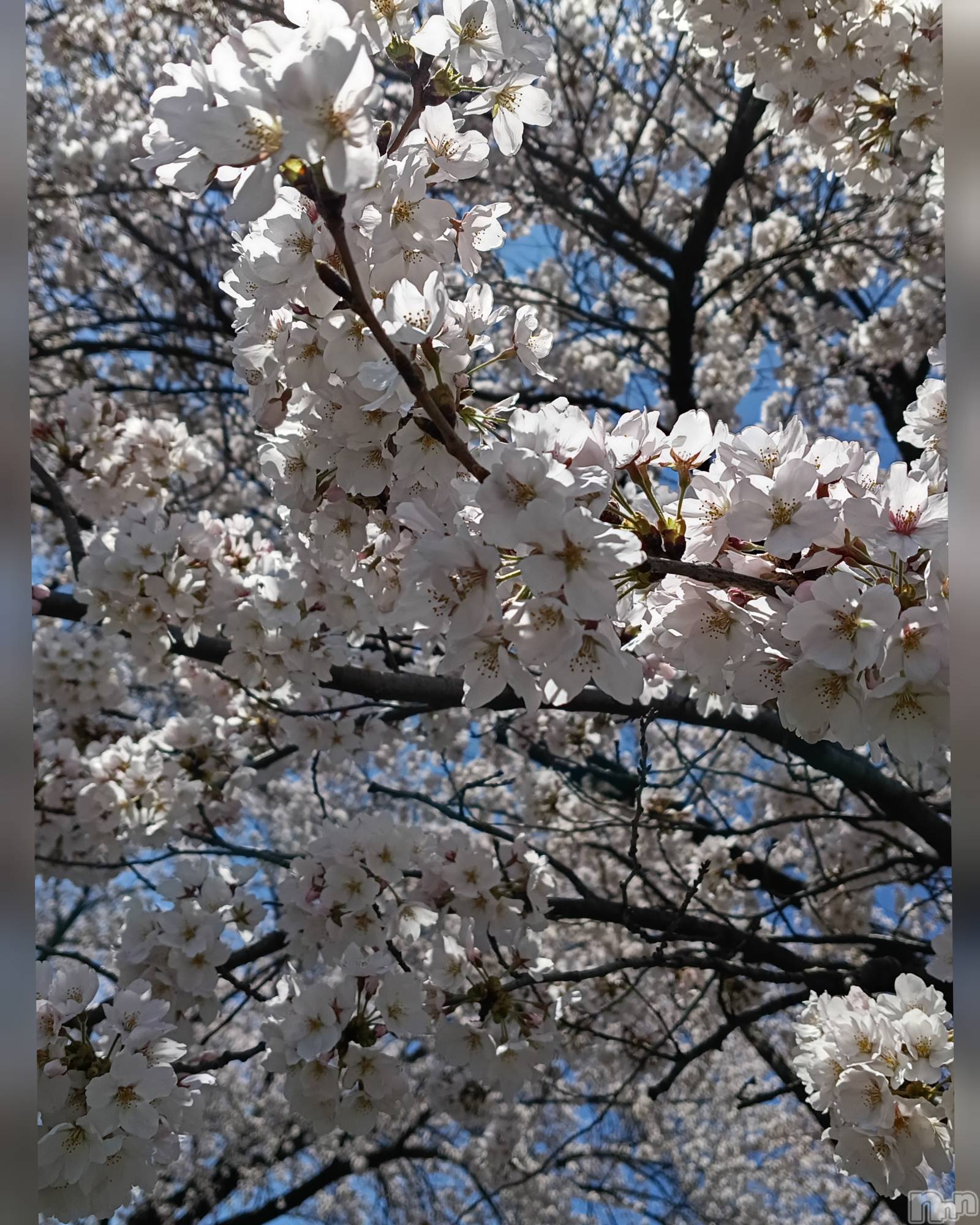 ���ᥭ��Х��顦�����CLUB ASLI(����֥�����) ��2026ǯ4��8���̥�֥�����04/08��