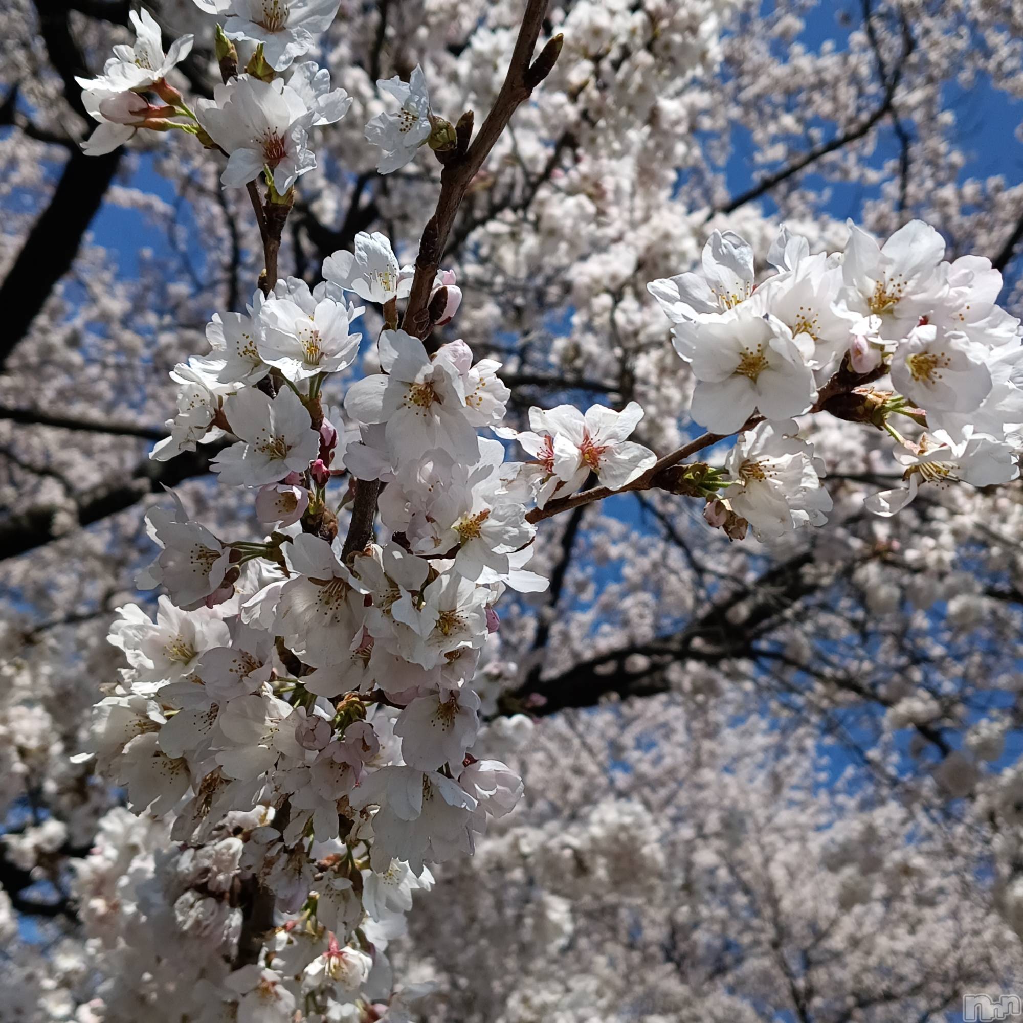 ���ᥭ��Х��顦�����CLUB ASLI(����֥�����) ��2026ǯ4��10���̥�֥�����04/10��