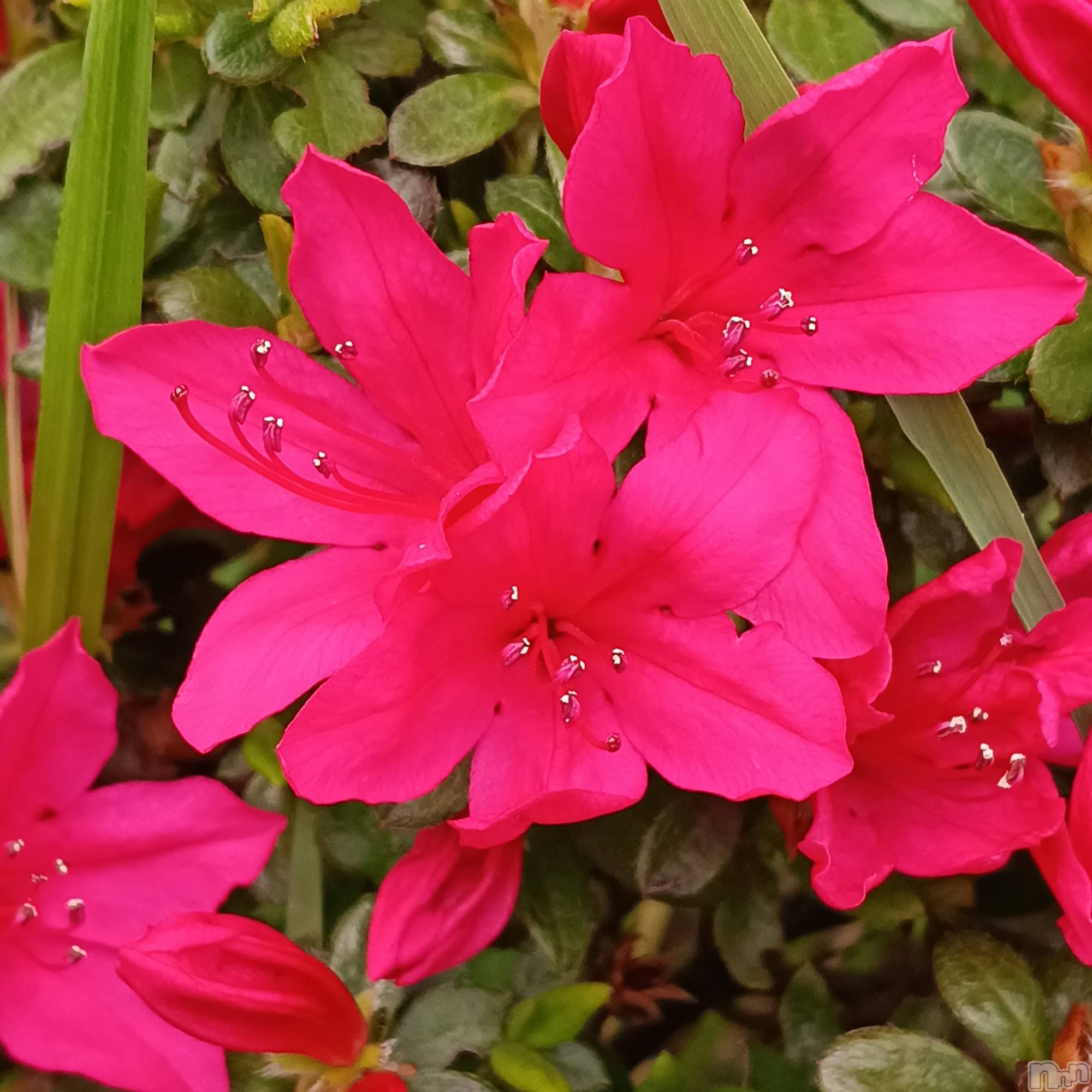 ���ᥭ��Х��顦�����CLUB ASLI(����֥�����) ��2026ǯ4��20���̥�֥�����04/20��