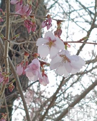 ���ᥭ��Х��顦�����CLUB ASLI(����֥�����) ����ߤ�4��2���̥�֥��������Ĥ��