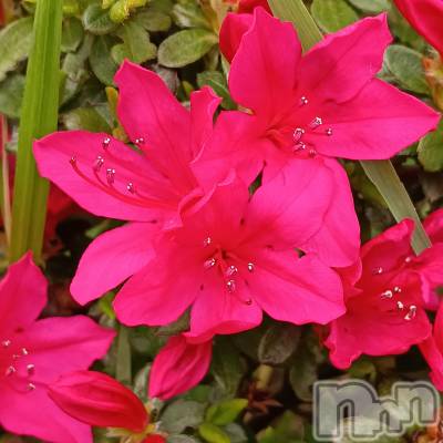 ���ᥭ��Х��顦�����CLUB ASLI(����֥�����) ����ߤ�4��20���̥�֥�����04/20��