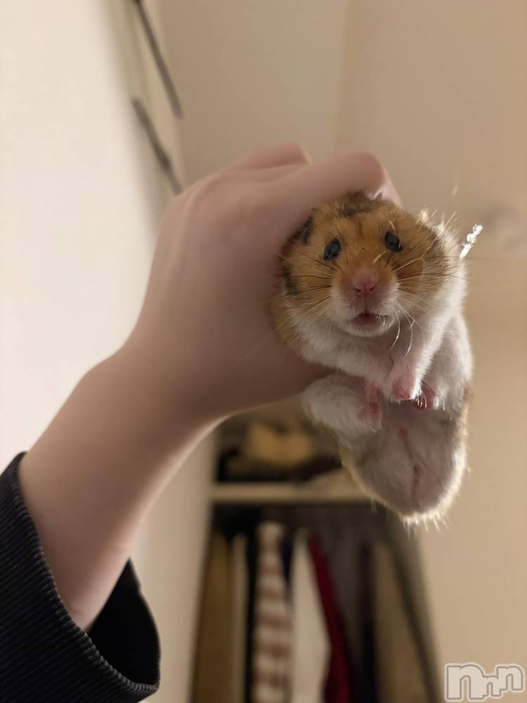 ����������ʥå��������륺�С�ROYAL ONE(���������) �ʤĤ���3��2���̥�֥�����3���ȯ�ܡ�����