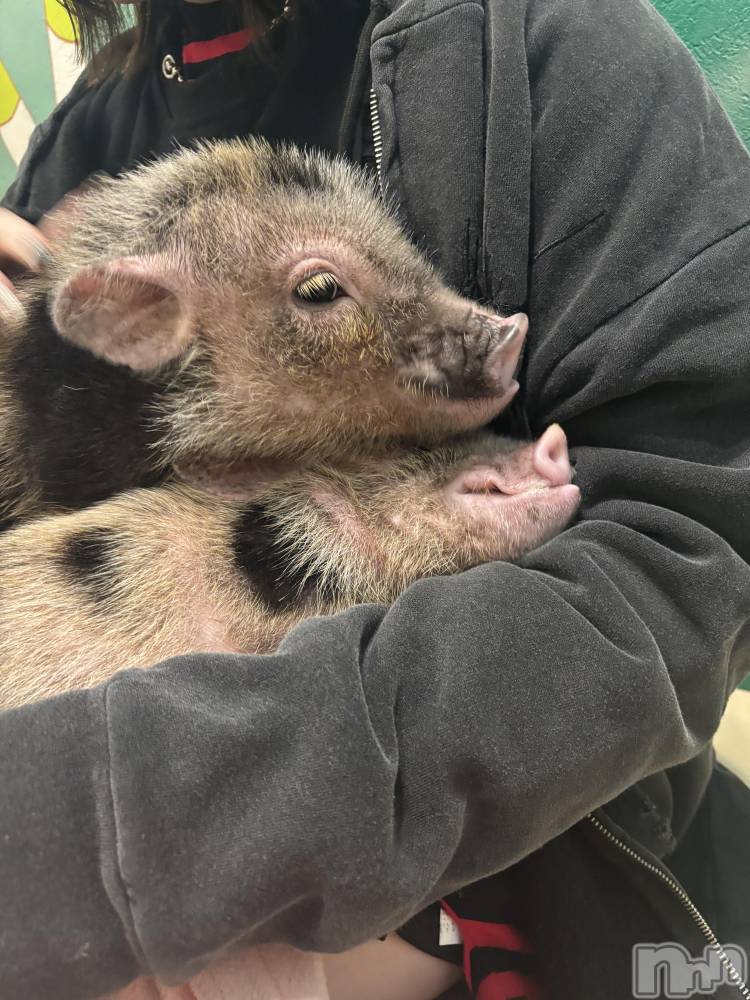 ����������ʥå��������륺�С�ROYAL ONE(���������) �ʤĤ���3��7���̥�֥����֥֥�����🐖🐖🐖��