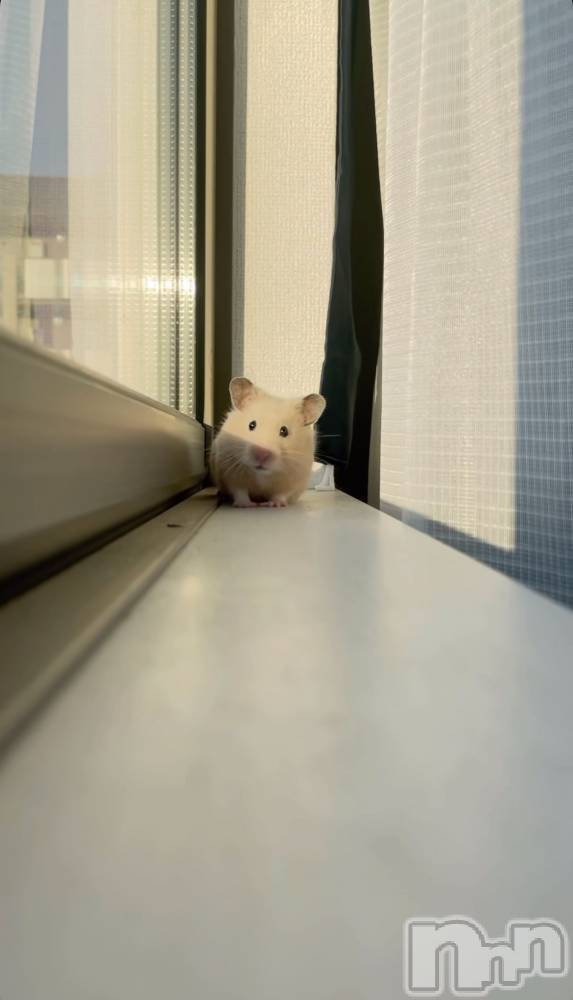 ����������ʥå��������륺�С�ROYAL ONE(���������) �ʤĤ���3��9���̥�֥�����ɡ���Ф�����‼️��