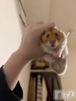 ����������ʥå��������륺�С�ROYAL ONE(���������) �ʤĤ�(24)��3��2���̥�֥�����3���ȯ�ܡ�����