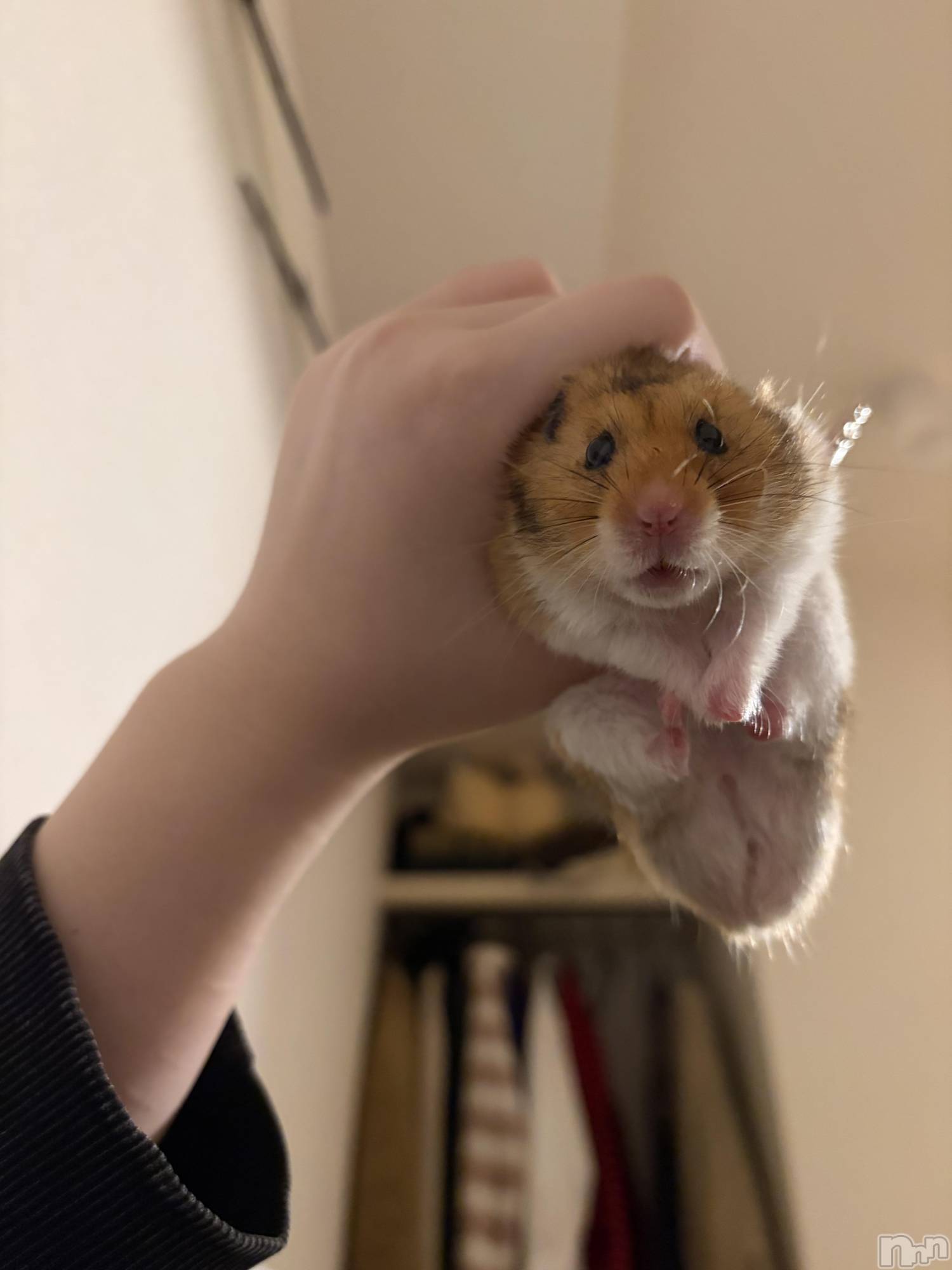 ����������ʥå��������륺�С�ROYAL ONE(���������) ��2026ǯ3��2���̥�֥�����3���ȯ�ܡ�����