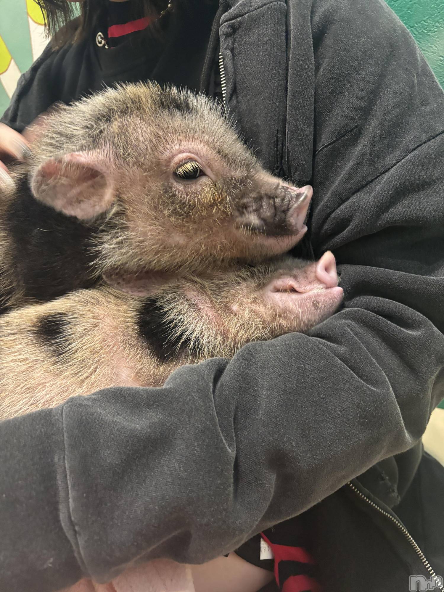 ����������ʥå��������륺�С�ROYAL ONE(���������) ��2026ǯ3��7���̥�֥����֥֥�����🐖🐖🐖��