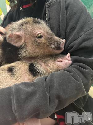 ����������ʥå��������륺�С�ROYAL ONE(���������) �ʤĤ�(24)��3��7���̥�֥����֥֥�����🐖🐖🐖��