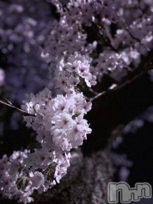 新潟ソープ 新潟バニーコレクション(ニイガタバニーコレクション) ニコ(21)の4月9日写メブログ「おはにょ」