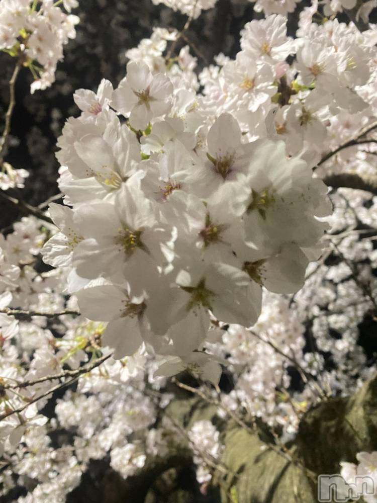 新潟デリヘルCocoru(ココル) いと(26)の4月7日写メブログ「夜桜と散歩とミシンと昨日。」