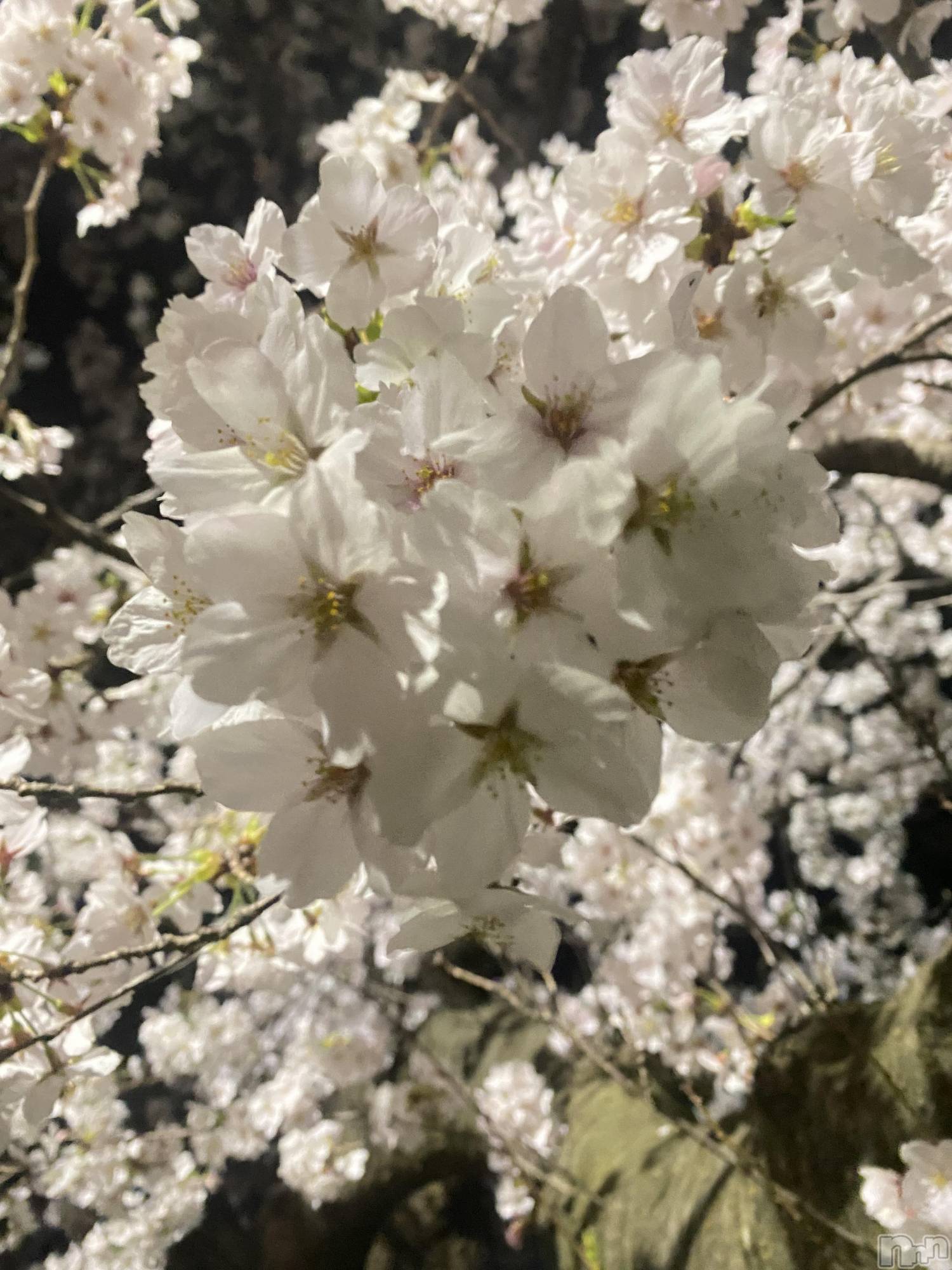 新潟デリヘルCocoru(ココル)いと(26)の2026年4月7日写メブログ「夜桜と散歩とミシンと昨日。」