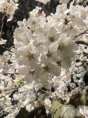 新潟デリヘルCocoru(ココル) いと(26)の4月7日写メブログ「夜桜と散歩とミシンと昨日。」