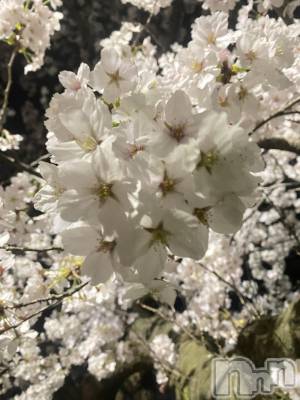 新潟デリヘル Cocoru(ココル) いと(26)の4月7日写メブログ「夜桜と散歩とミシンと昨日。」