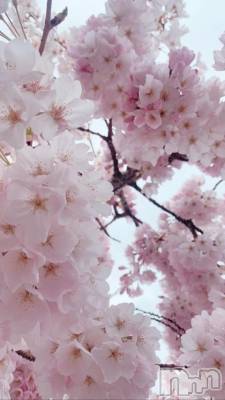 上越デリヘル HONEY(ハニー) さくら(♪♪)(21)の3月15日写メブログ「🌸明日は…🌸」