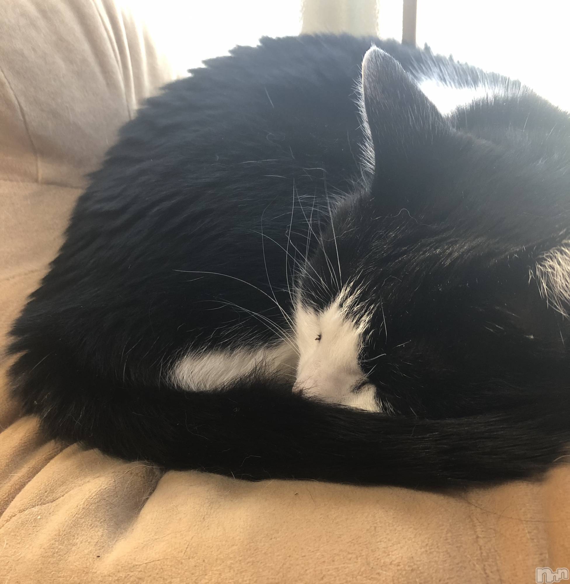 ���ܱ�������Х��顦���������(�����) ��2026ǯ4��18���̥�֥����ֲ��䤫�Ǥ���ޤ��褦��🍀��