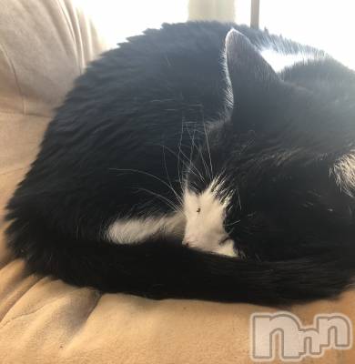 ���ܱ�������Х��顦���������(�����) �Ϥ�(22)��4��18���̥�֥����ֲ��䤫�Ǥ���ޤ��褦��🍀��