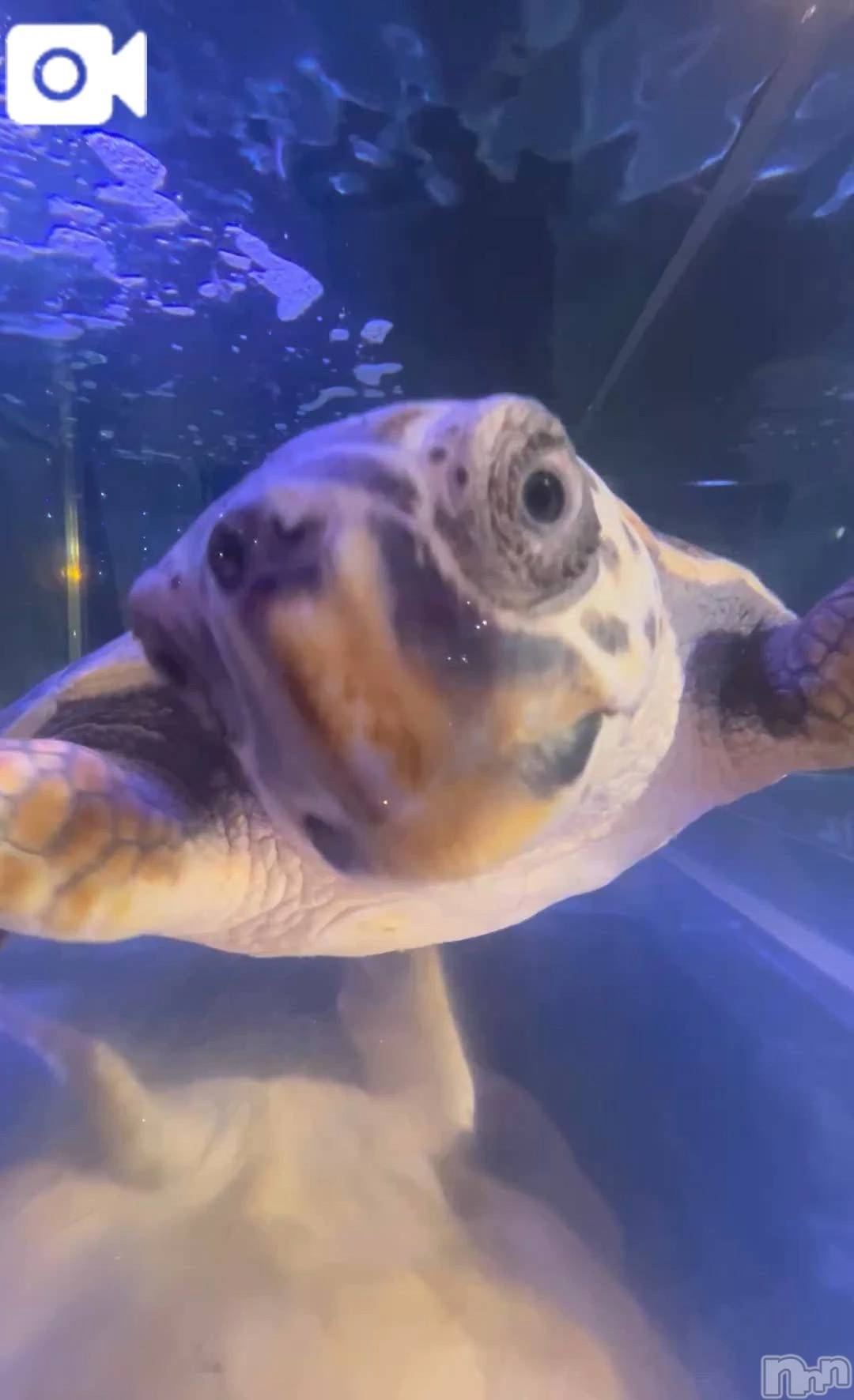 新潟デリヘル新潟デリヘル倶楽部(ニイガタデリヘルクラブ)はち(18)の2026年3月26日写メブログ「のほほん(  ´﹀` )」