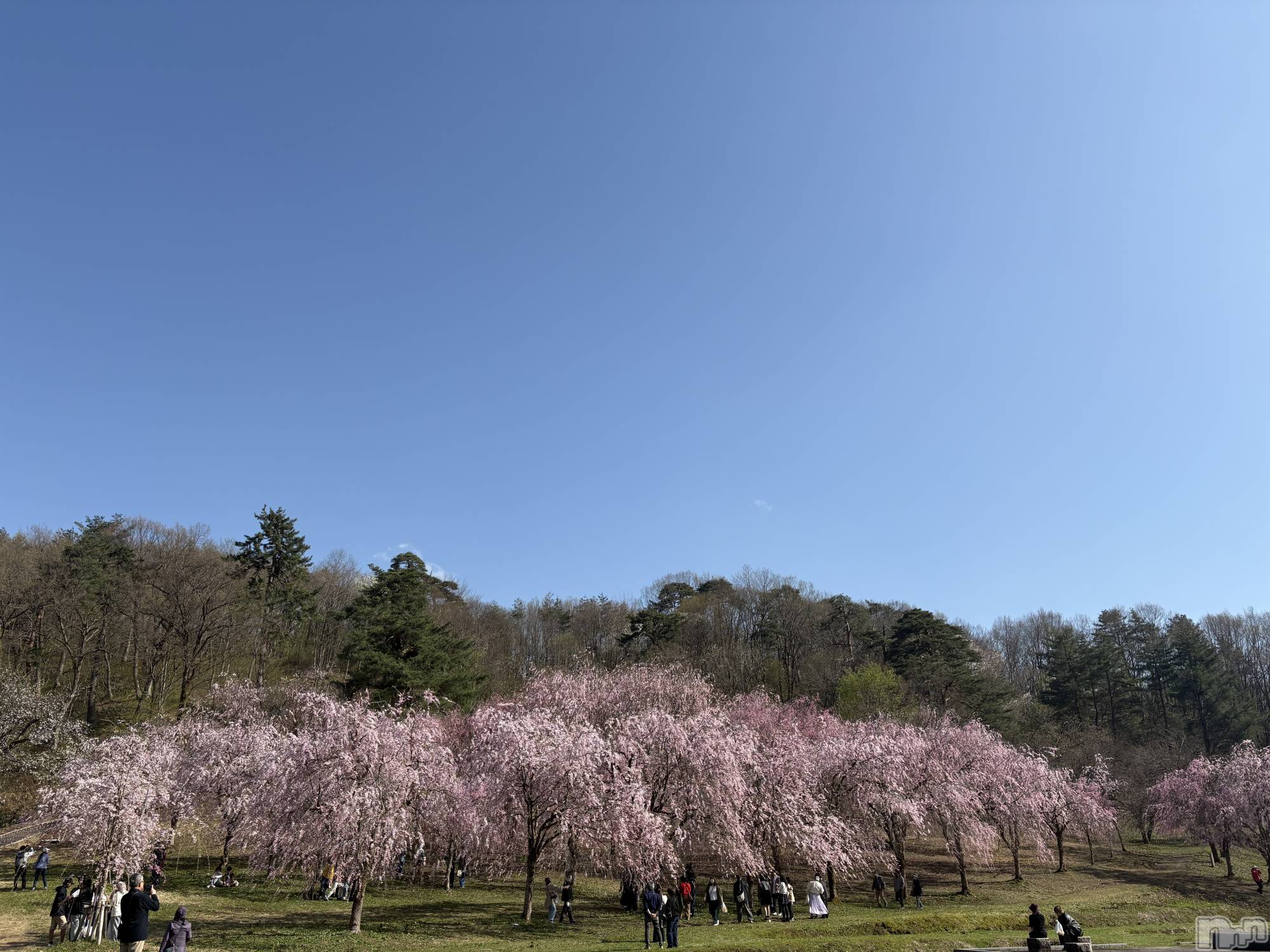 ����������ʥå��������륺�С�JEUNESSE(����ͥ�) ��2026ǯ4��11���̥�֥����ֺ��ޤ��餤�Ƥ�🌸��