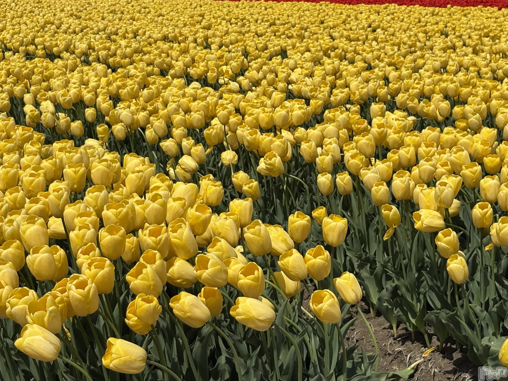 ����������ʥå��������륺�С�JEUNESSE(����ͥ�) ��2026ǯ4��17���̥�֥����֥��塼��åס�