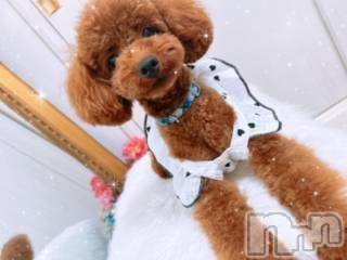 新潟デリヘル奥様特急 新潟店(オクサマトッキュウニイガタテン) あいり(32)の3月5日写メブログ「愛犬のご紹介🐕️❤️」