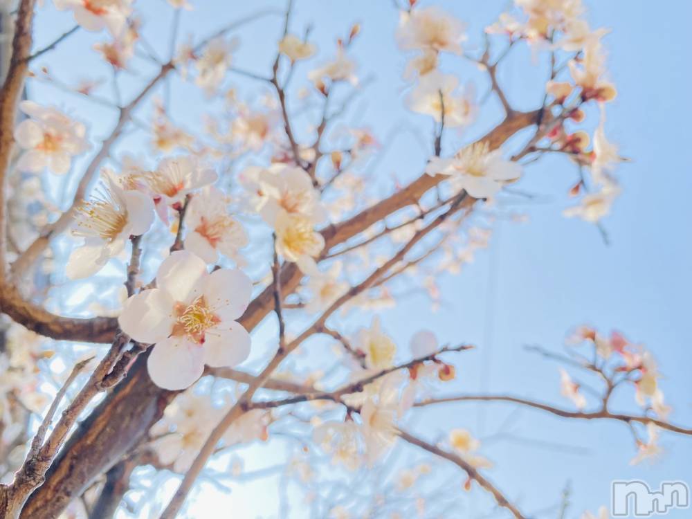 ��Į����Х��顦�����Lounge R Style(�饦�󥸥����륹������) �����3��28���̥�֥����֥ʥ�������å�🤍🌸��