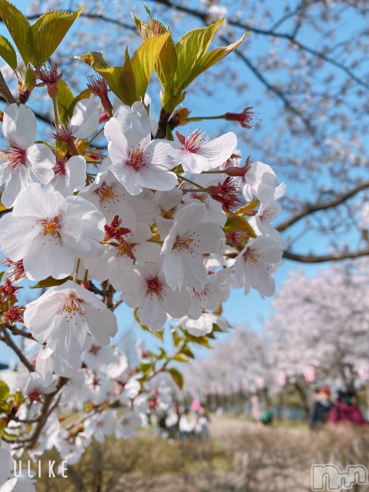 ��Į����Х��顦�����Lounge R Style(�饦�󥸥����륹������) �����4��1���̥�֥�����4��🌸��