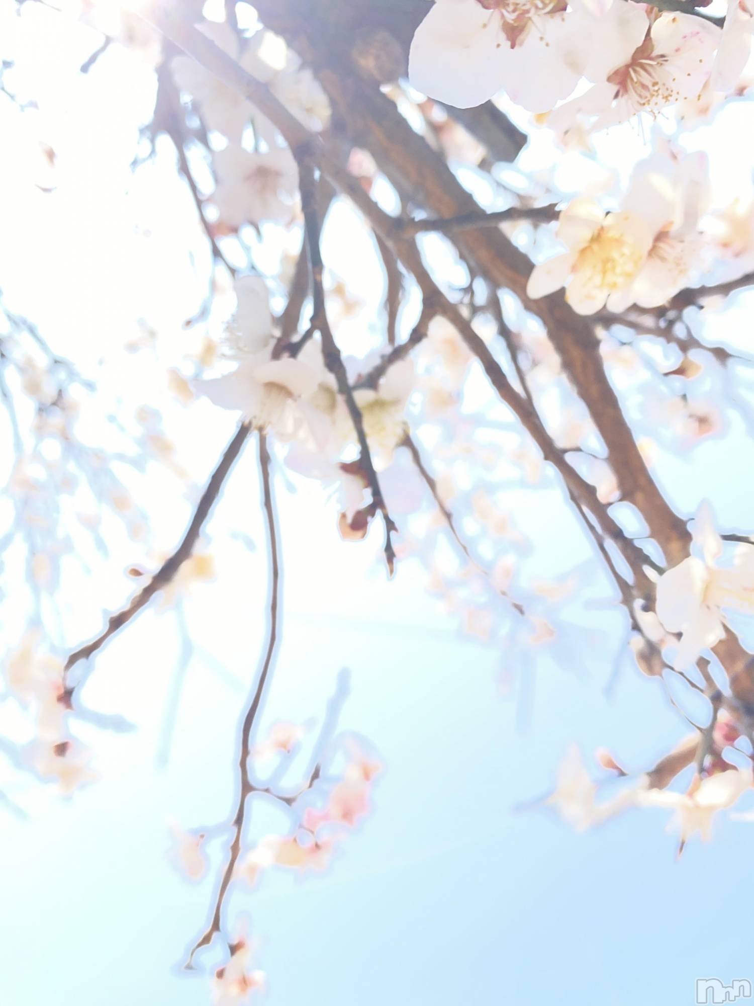 ��Į����Х��顦�����Lounge R Style(�饦�󥸥����륹������) ��2026ǯ3��28���̥�֥����֥֥줿❣️(�ɢ�`)����������